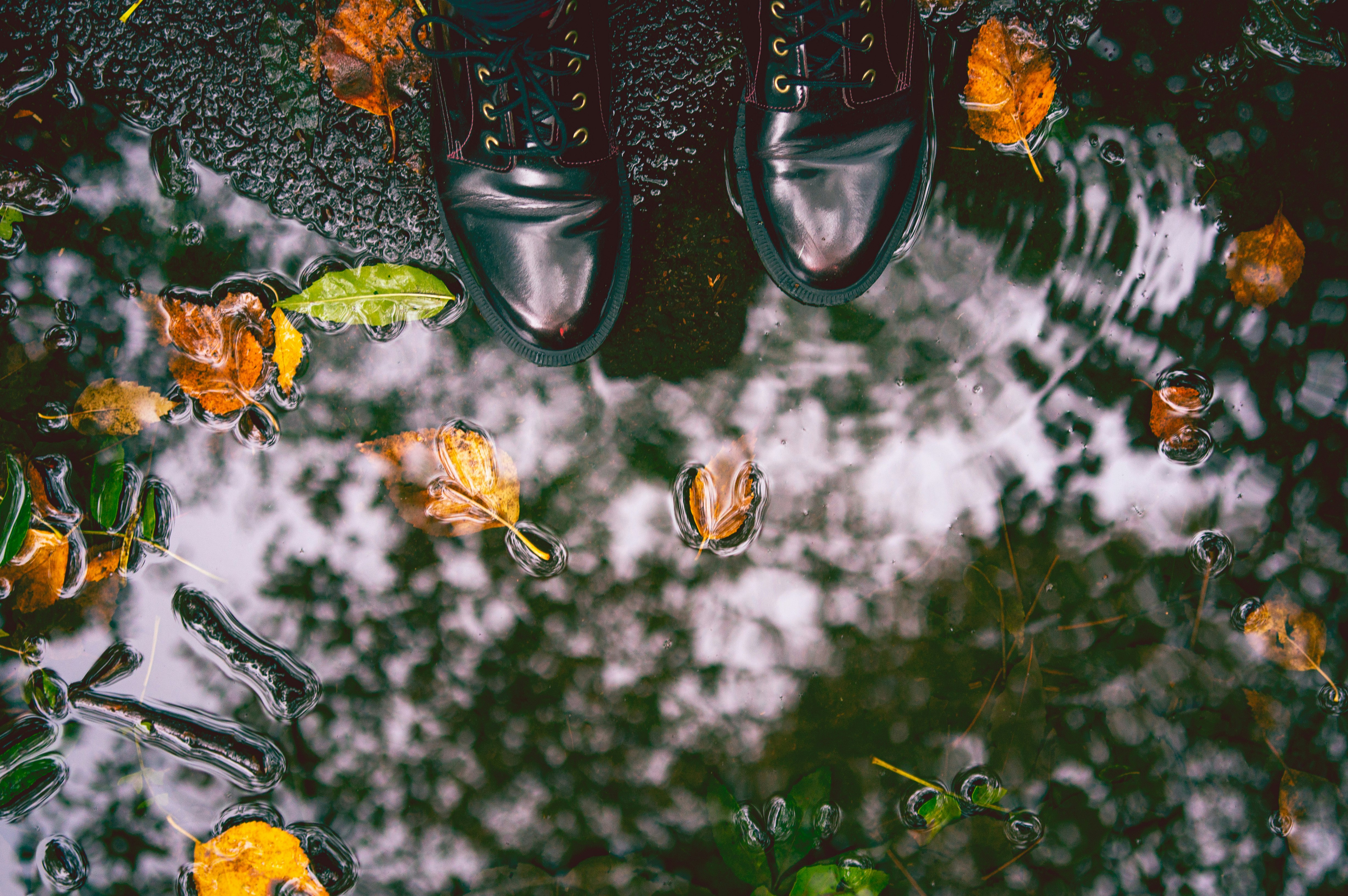 leaves on water